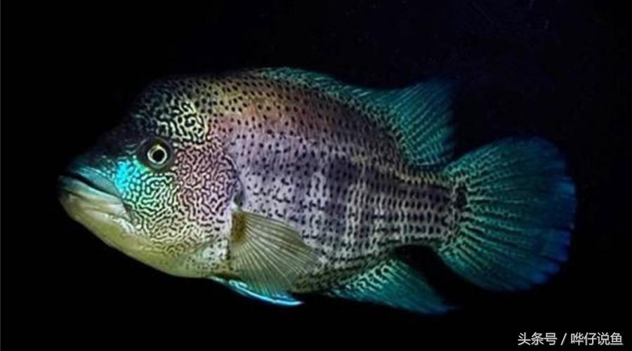 鹦鹉鱼爸爸妈妈跟孩子能一起养吗,鹦鹉鱼与罗汉鱼的区别