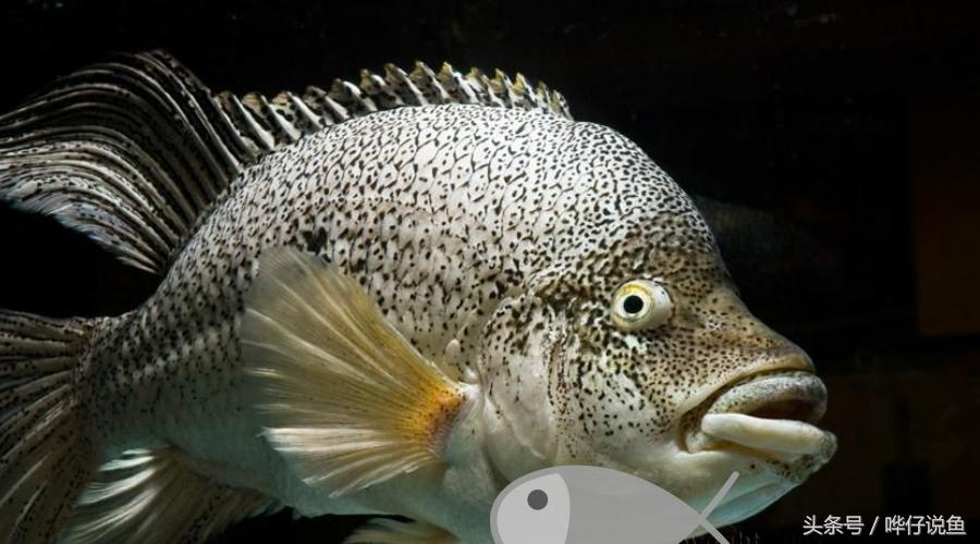 鹦鹉鱼爸爸妈妈跟孩子能一起养吗,鹦鹉鱼与罗汉鱼的区别