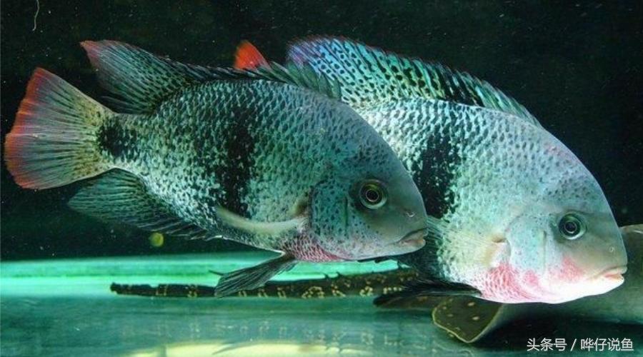 鹦鹉鱼爸爸妈妈跟孩子能一起养吗,鹦鹉鱼与罗汉鱼的区别