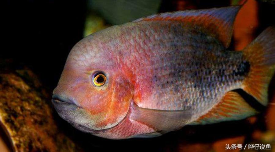 鹦鹉鱼爸爸妈妈跟孩子能一起养吗,鹦鹉鱼与罗汉鱼的区别