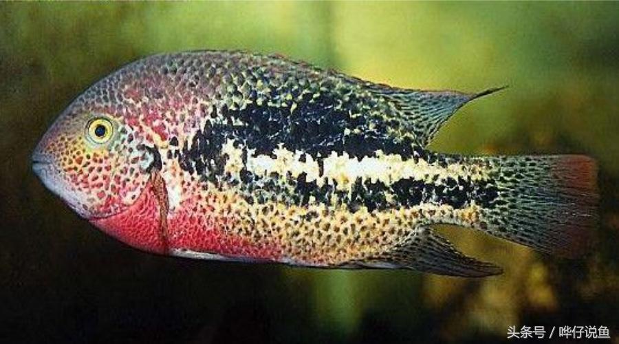 鹦鹉鱼爸爸妈妈跟孩子能一起养吗,鹦鹉鱼与罗汉鱼的区别