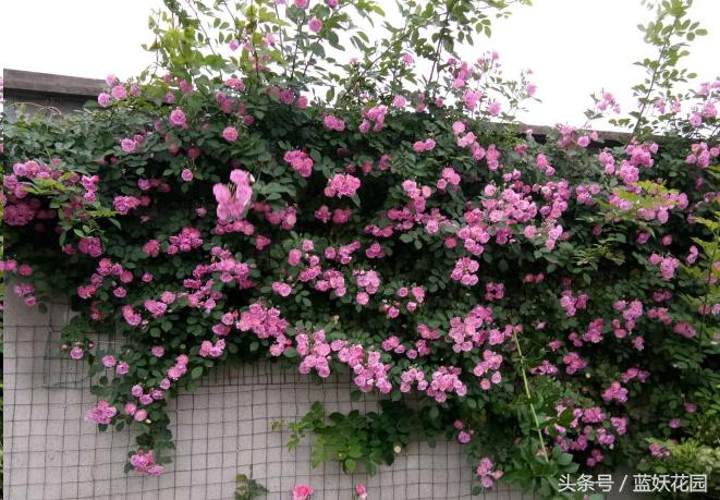 藤本和灌木花后修剪方法,藤本蔷薇春季怎么修剪