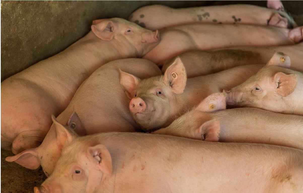 环保拆除农民散养猪圈有补偿么,环保关停养殖场国家政策如何补偿