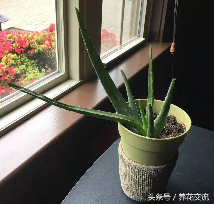 芦荟怎么养才养不死,室内养芦荟要注意的事项
