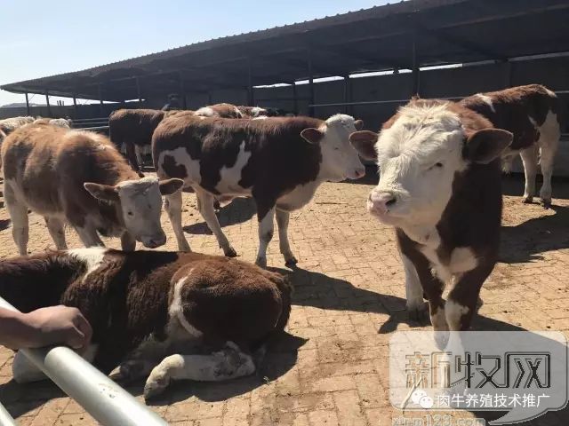 肉牛跛脚怎么回事,牛跛行有哪些原因