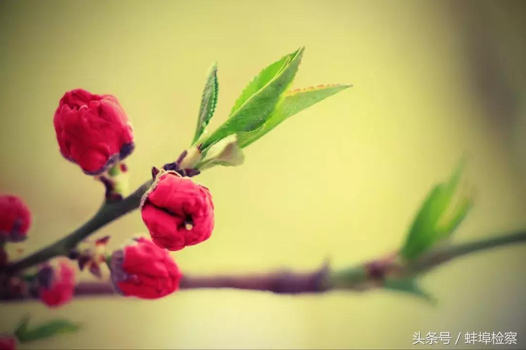 辨辫辩瓣顺口溜,读汉字口诀顺口溜