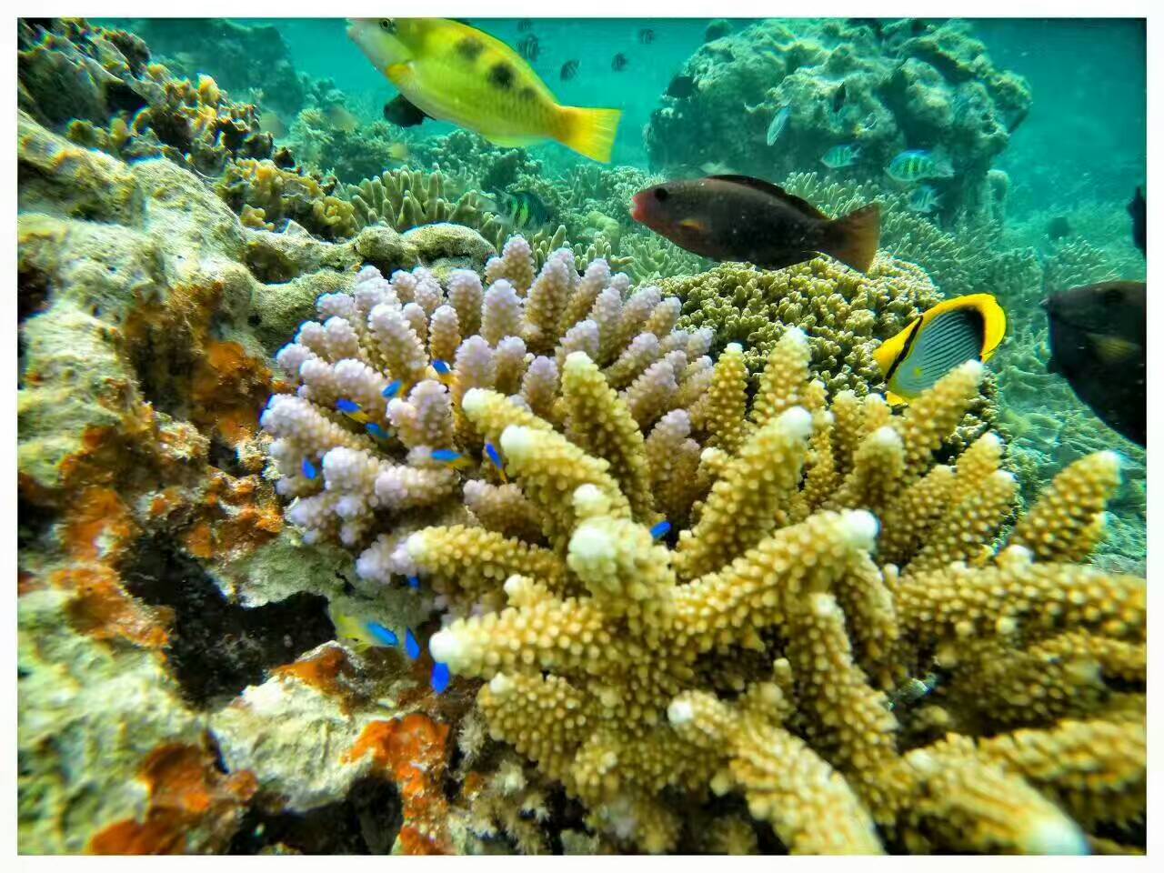 帕劳可以潜水吗,去帕劳玩是什么感觉