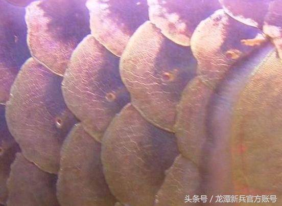 龙鱼病症状图片大全,龙鱼鳞片的真实图片