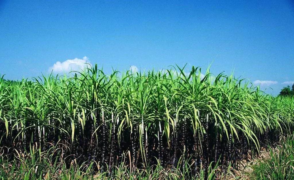 什么是广西男人,什么是广西