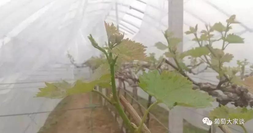 葡萄种植技术参考怎么种植,葡萄种植技术基本知识