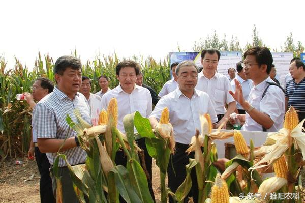 德美乐1992玉米品种审定公告,先赢311玉米品种国审审定公告