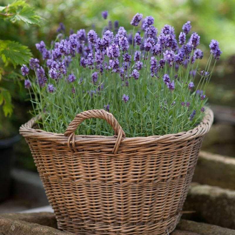 驱蚊效果绝佳的绿植,驱蚊虫效果最好的绿植