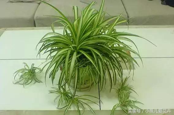 家里种的绿植老是死怎么办,家里种的植物不长怎么办