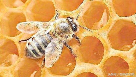 古代人骨折处理方法,古代骨折是怎么处理的