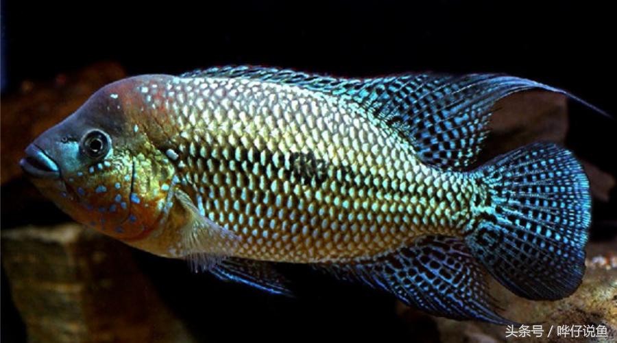 奇特的南美观赏鱼,奇特异型鱼观赏鱼