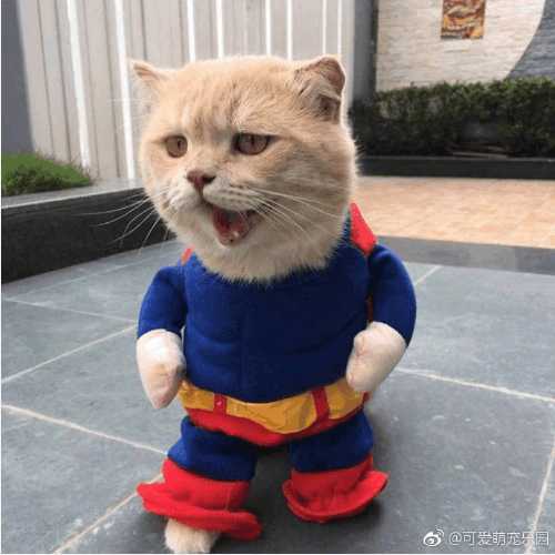 分享越南非常红网红猫Cho,它就是这么与众不同的猫星人？