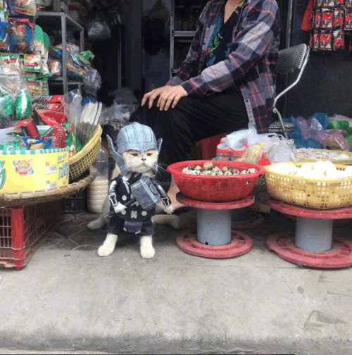 分享越南非常红网红猫Cho,它就是这么与众不同的猫星人？