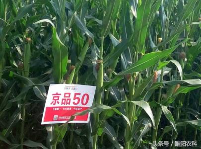 辽宁省最新审定的玉米新品种,最新审定的玉米新品种