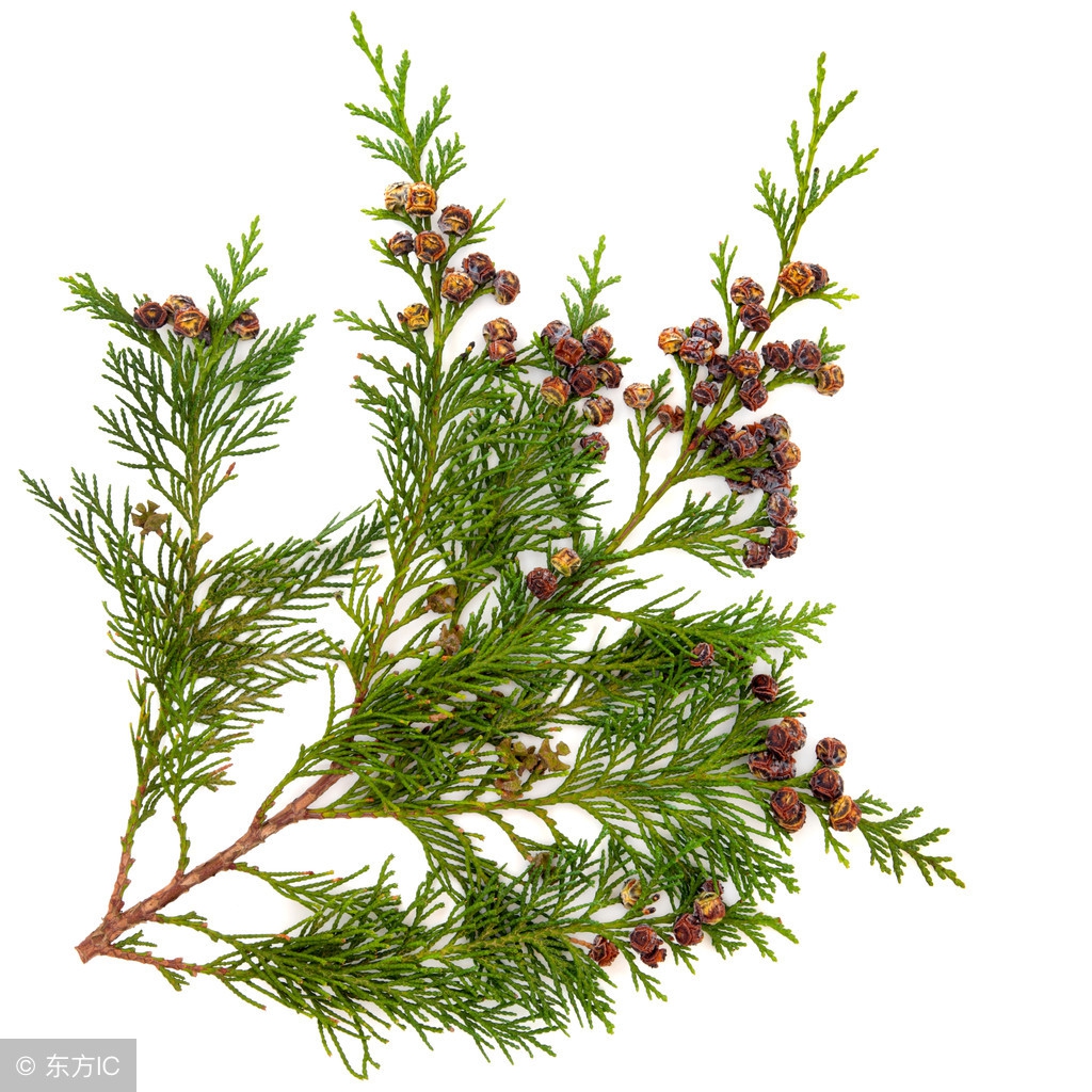 生发黑发的不传之秘,防脱生发黑发有效偏方赶紧收藏吧