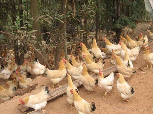 广西国家地理标志产品大全,广西地理标志农产品有哪些