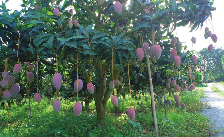 广西国家地理标志产品大全,广西地理标志农产品有哪些