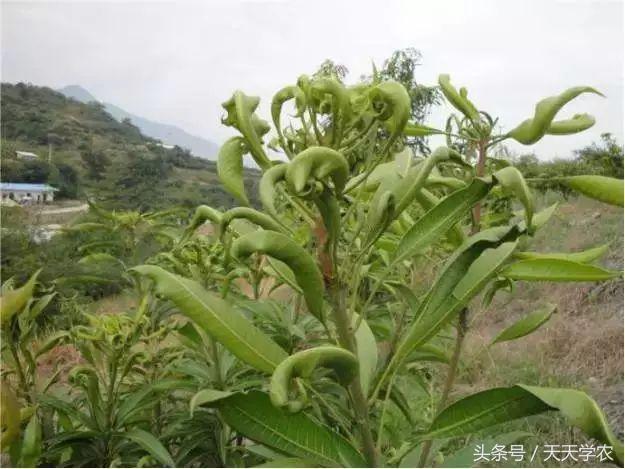 柑橘幼苗黄化怎么回事,柑橘幼树春梢突然黄化是怎么回事