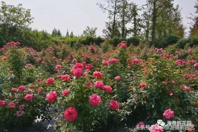 怎么种好盆栽,如何种好一棵植物