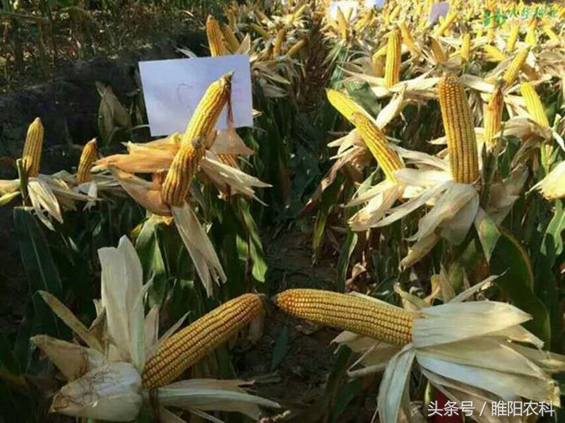 辽宁省最新审定的玉米新品种,2019贵州审定的玉米新品种