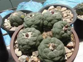 注意!部分“海淘”多肉植物可令人产生幻觉、精神混乱