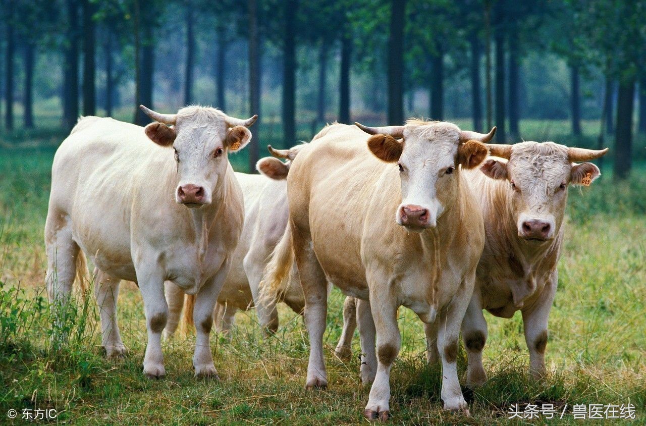 山东的肉牛好出售吗,山东牛养殖基地是真的还是假的