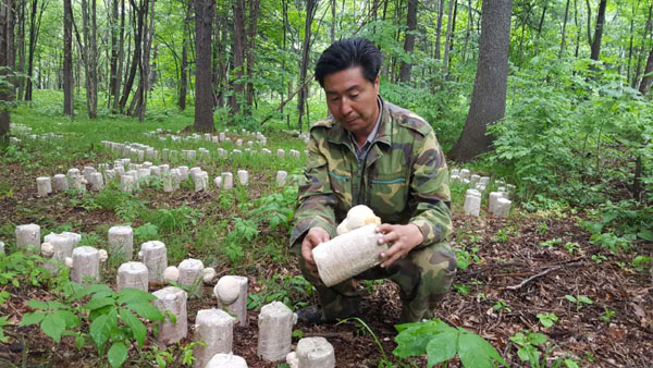 最天然最罕见的最美味的野生菌,最美味极其罕见的野生菌