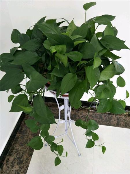 幸福的烦恼解决方法,幸福的烦恼有几个方面