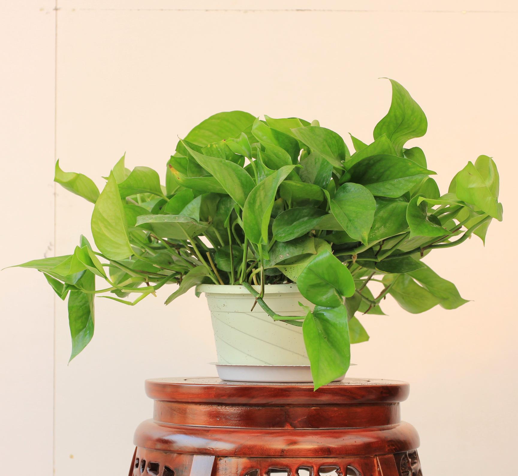 幸福的“烦恼”：绿萝长太长，太乱，2个办法解决！