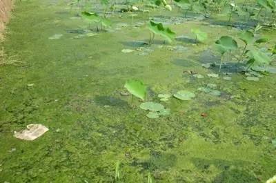 田间杂草及名称图片,地里杂草看不见实拍