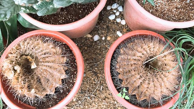 仙人球烂了能救活吗,仙人球枯萎了怎么处理不影响风水