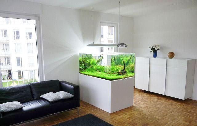 鱼缸别扔,鱼缸放石头的禁忌