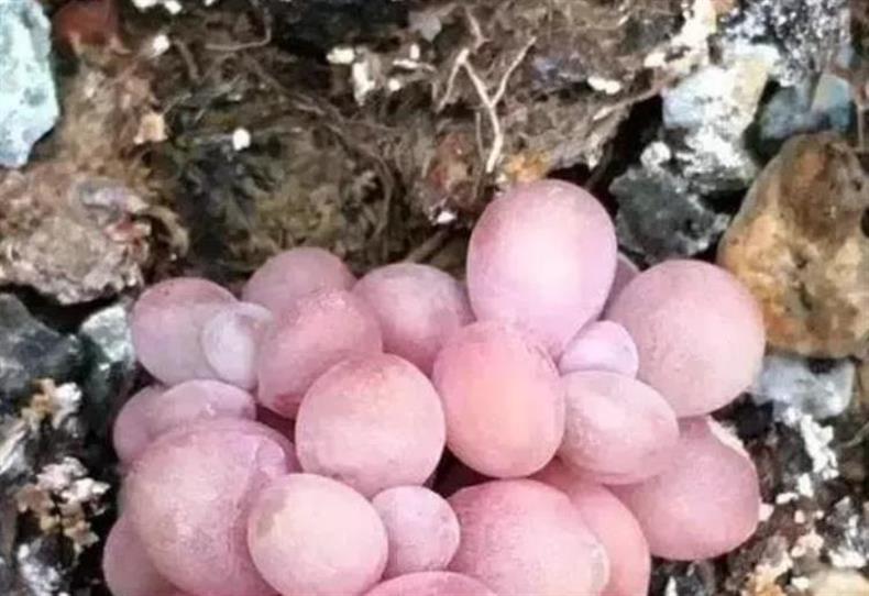 多肉桃蛋怎么快速上色,多肉桃蛋怎么叶插100%成活