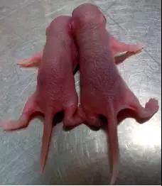 如何判断小鼠日龄,怎么分辨小鼠是公的还是母的