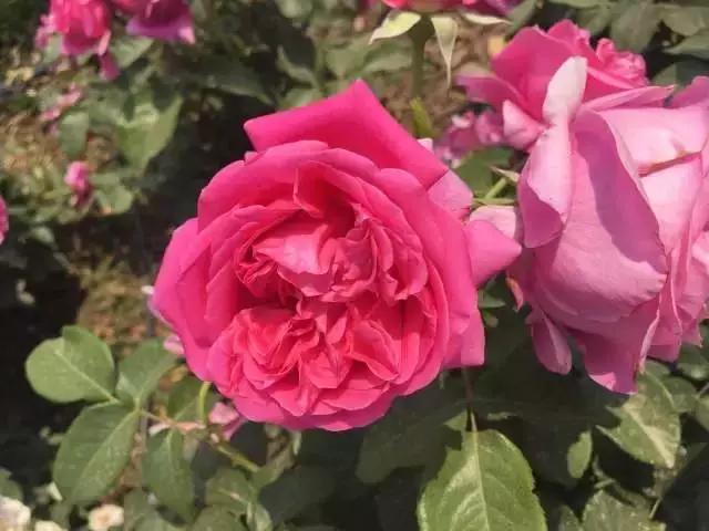 玫瑰月季和月季有区别吗,玫瑰月季如何区别品种图解