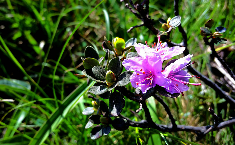 天华山-秦岭梁，又一条风景秀美的一日劲走线路