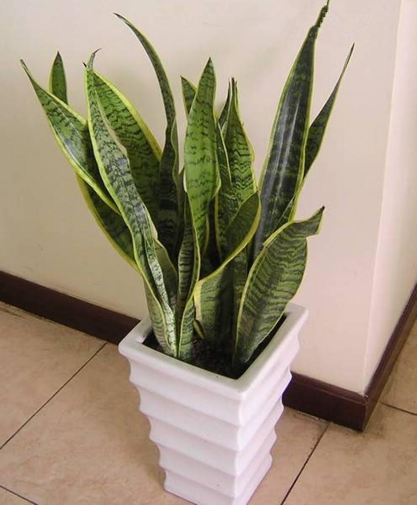 虎皮兰养护方法和注意事项,虎皮兰怎么养好看视频教程