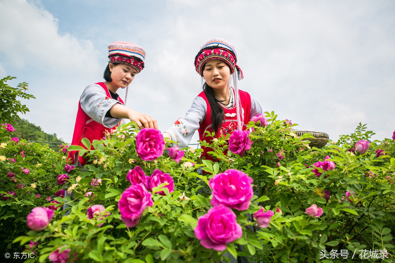 蔷薇月季和玫瑰的区别,月季跟蔷薇跟玫瑰有什么区别