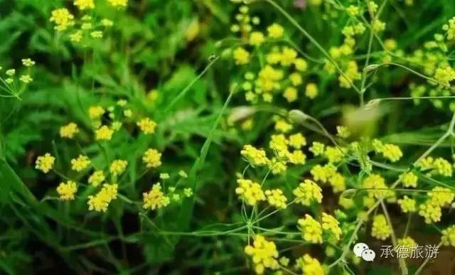 丰宁坝上草原深度游,京郊最美草原