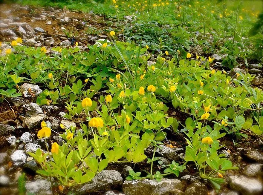 火龙果其实是多肉?猕猴桃开花好乘凉?