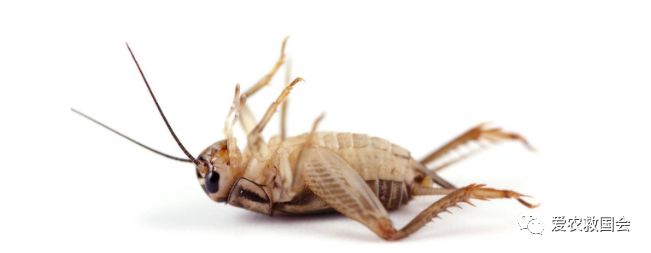 茶园里的害虫和益虫,茶园常见的两种害虫