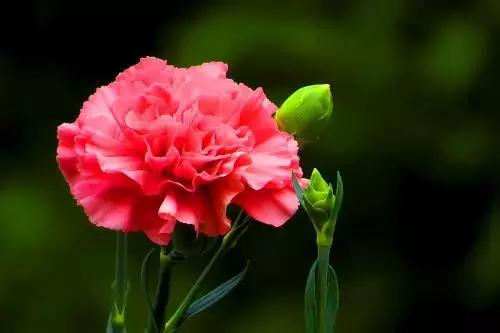 母亲节一束康乃馨送给最亲爱的人,母亲节送妈妈康乃馨图片