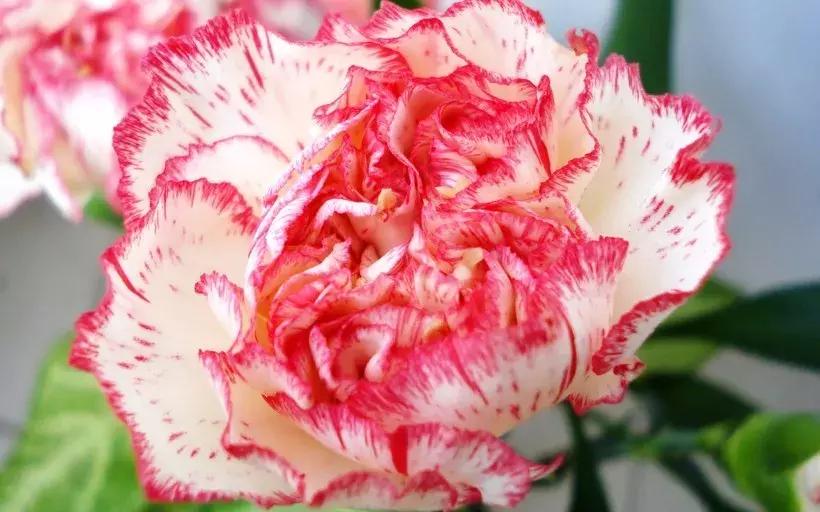 母亲节一束康乃馨送给最亲爱的人,母亲节送妈妈康乃馨图片