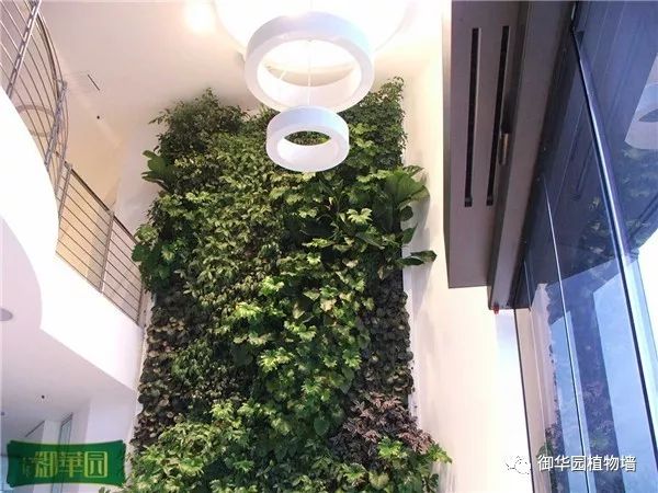 绿色植物墙怎么拍照好看,小矮墙如何拍文艺照片