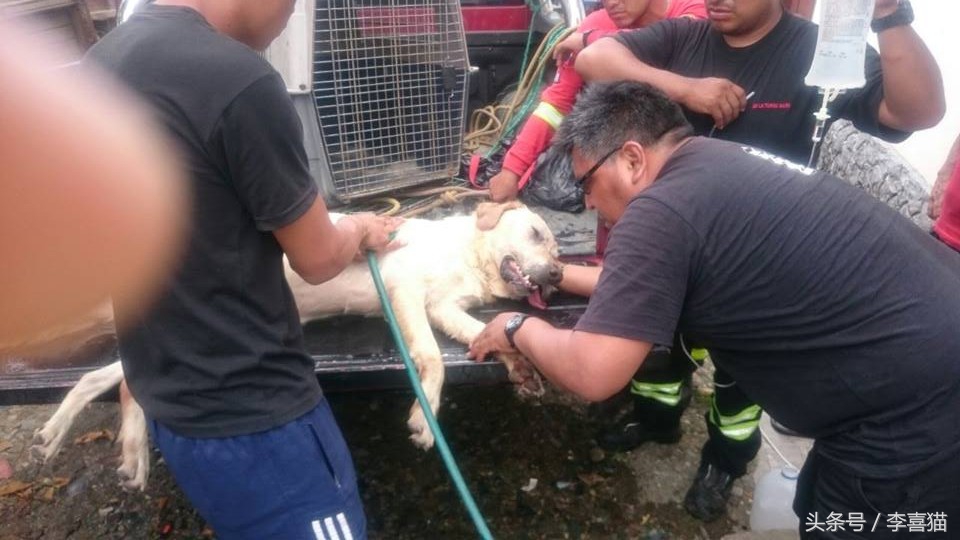 搜救犬英勇牺牲致敬忠诚战士,盘点那些搜救犬救人的感人瞬间