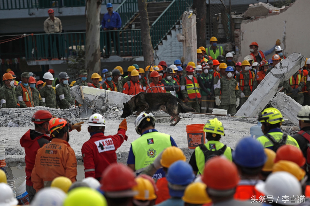 地震狗狗救人感动视频,北京地震瞬间宠物狗全程安睡